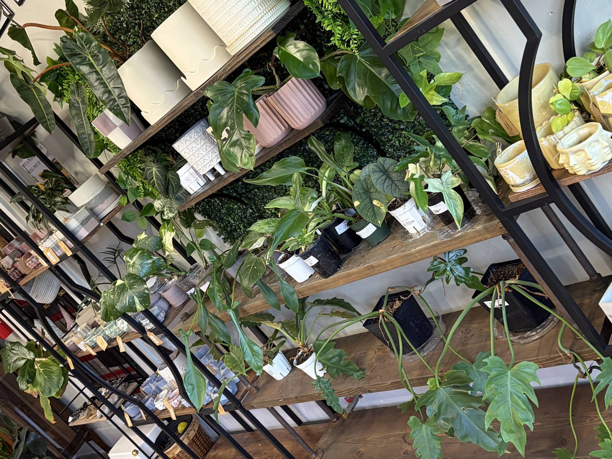 Houseplants & Handmade Pot Perch Snakes | Unique Plant Decor | Downtown  Plant Co.